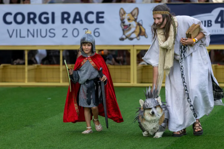 Corgis run, bark and sniff their way to glory at a growing international race